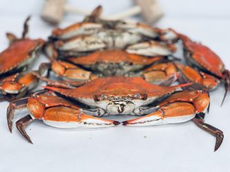 Jumbo Male Hard Crabs